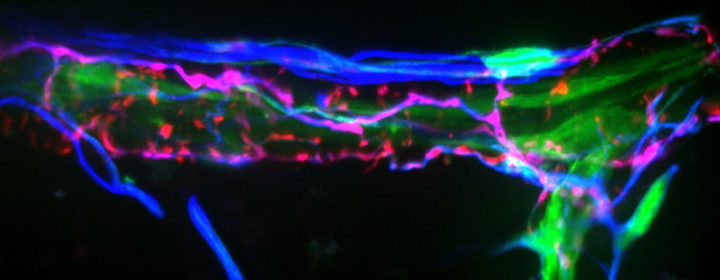 Alexander Birbrair research - graphic