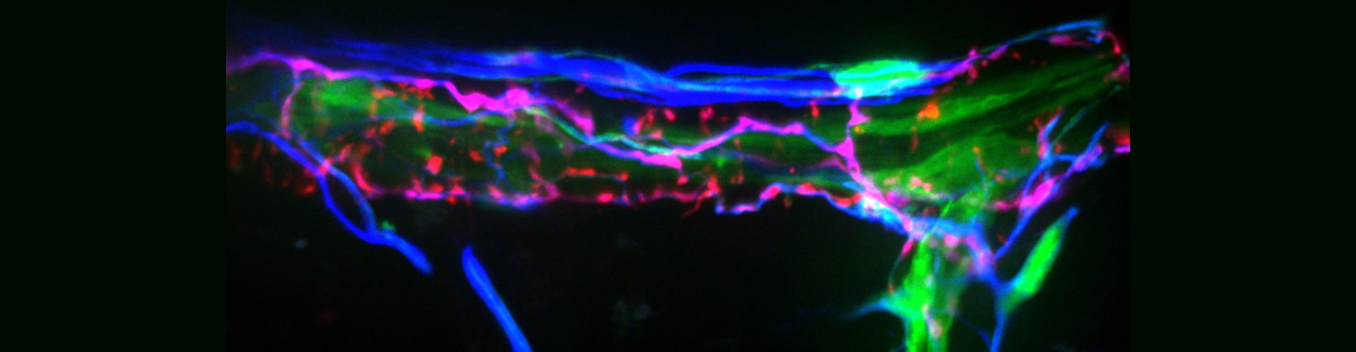 Alexander Birbrair research