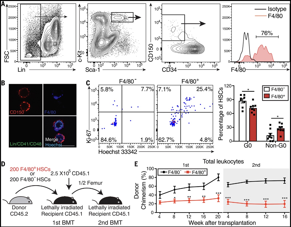 Wisconsin Blood Cancer Research Institute | Xin Gao