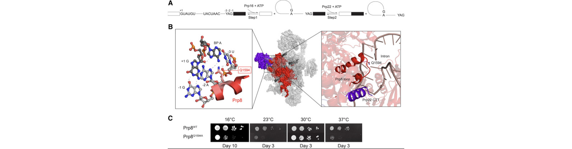 Aaron Hoskins research